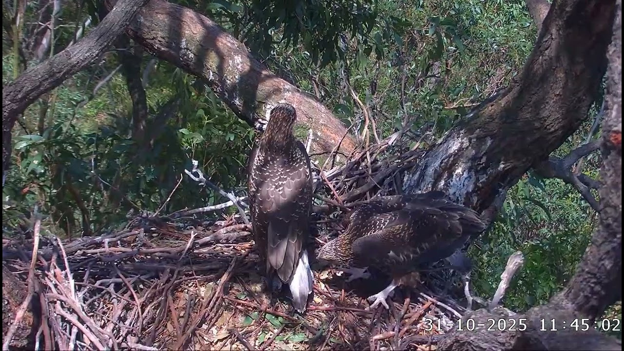 3rd delivery. SE35 eats first, later SE36 takes the fish and eats it /10:38/31-10-2025/ Sea-EagleCAM