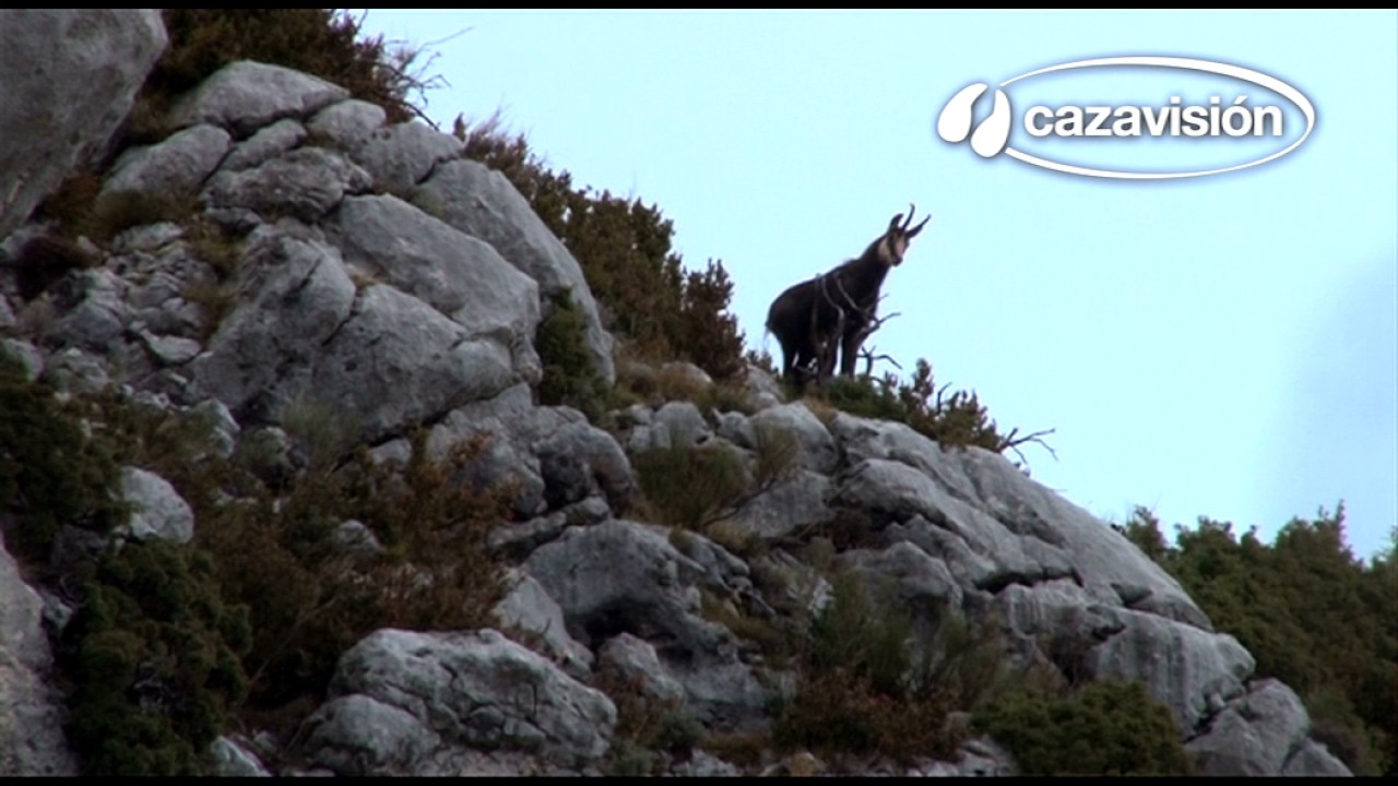 Caza de alta monta&ntilde;a. Rebeco alpino