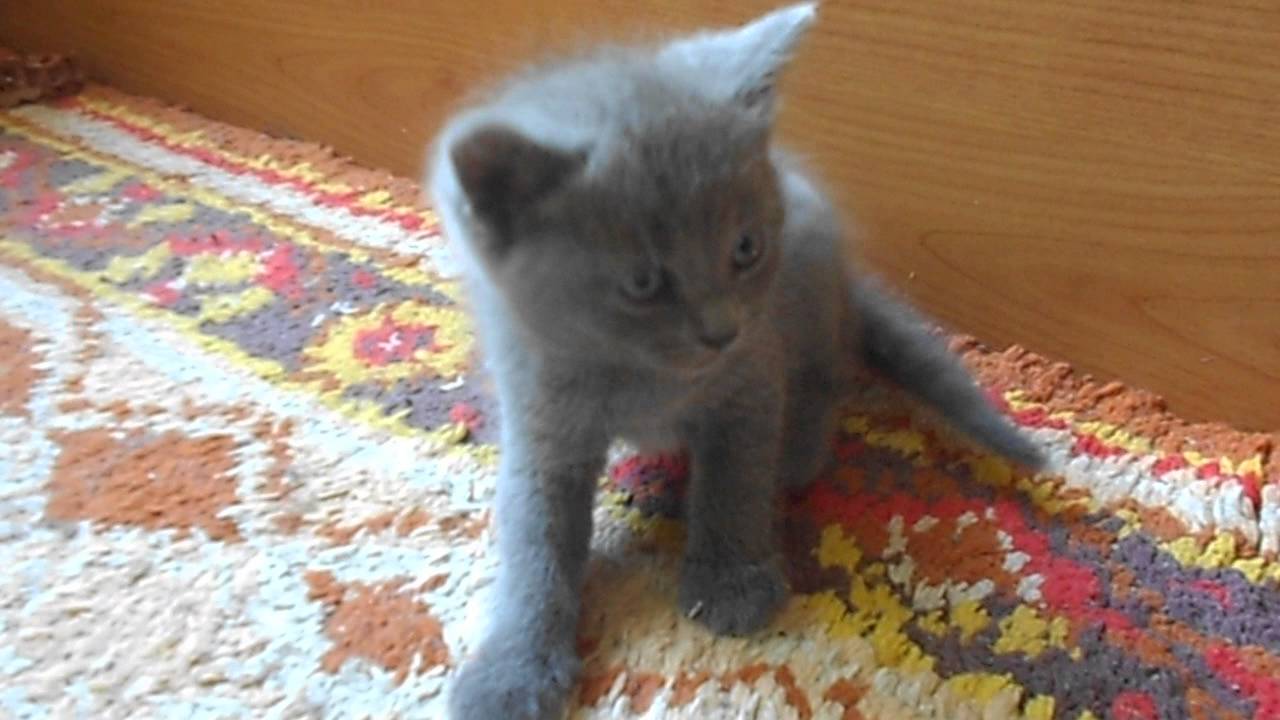 Britská modrá krátkosrstá - Mačiatka 23.4.2015