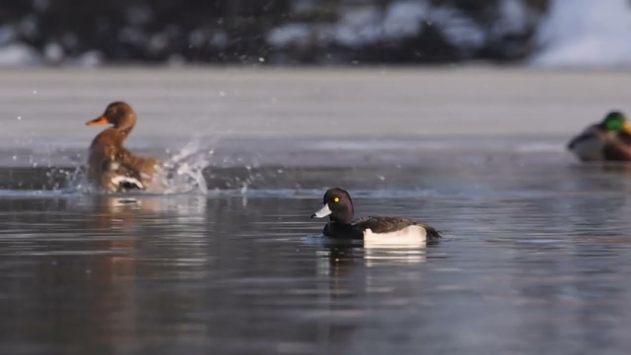 Ptaki związane z wodą i ich odgłosy /  Water birds and their sounds