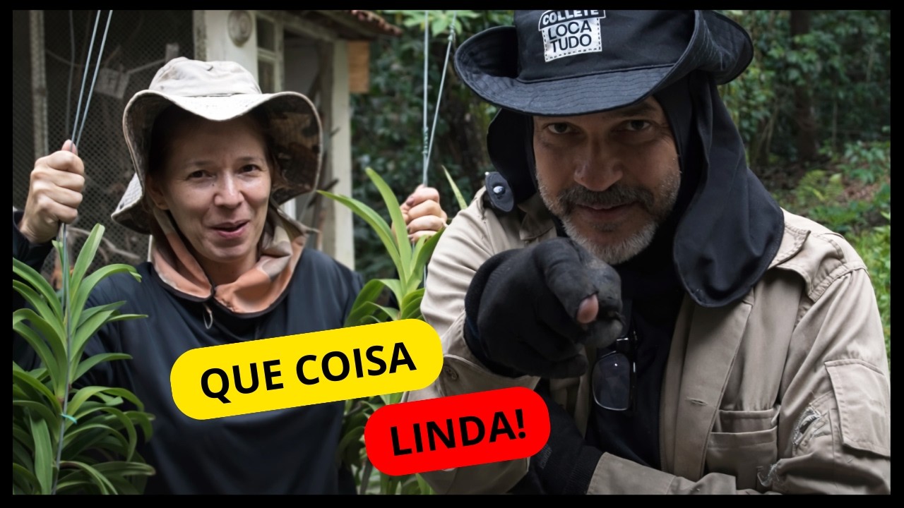 Enfeitamos o sítio com orquídeas Vanda (olha o resultado)