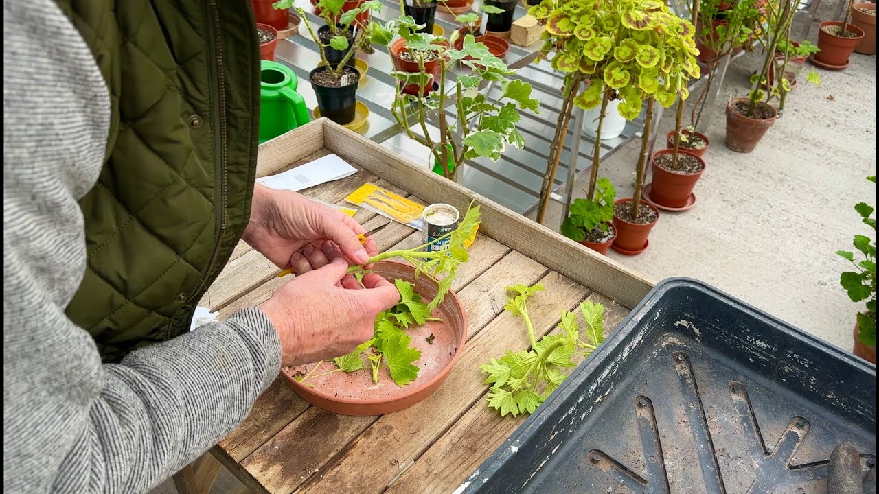 Taking Pelargonium Cuttings in Winter