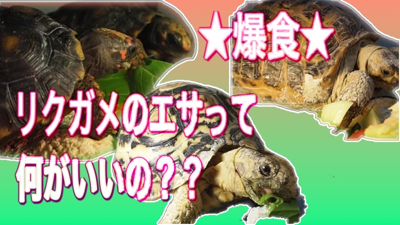 【リクガメ飼育】リクガメの餌は何を与えたらいいの？　★爆食★ エサ食べまくりのリクガメ達！