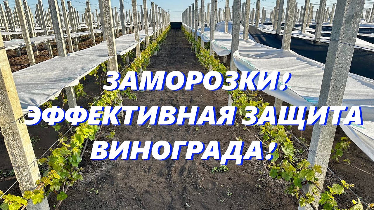Как защитить виноград от возвратных заморозков весной, разные способы и советы.
