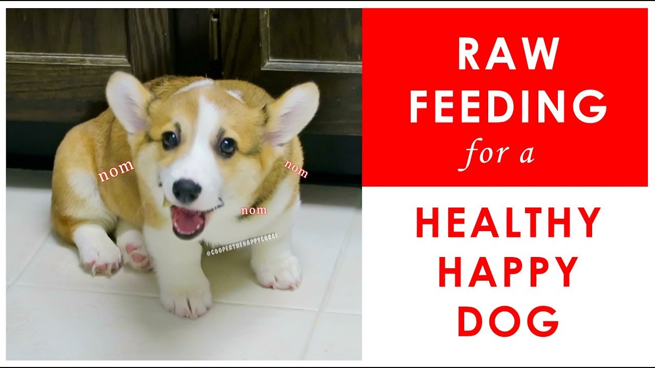 RAW FOOD DIET FOR DOGS - Whole Prey Model Raw Diet