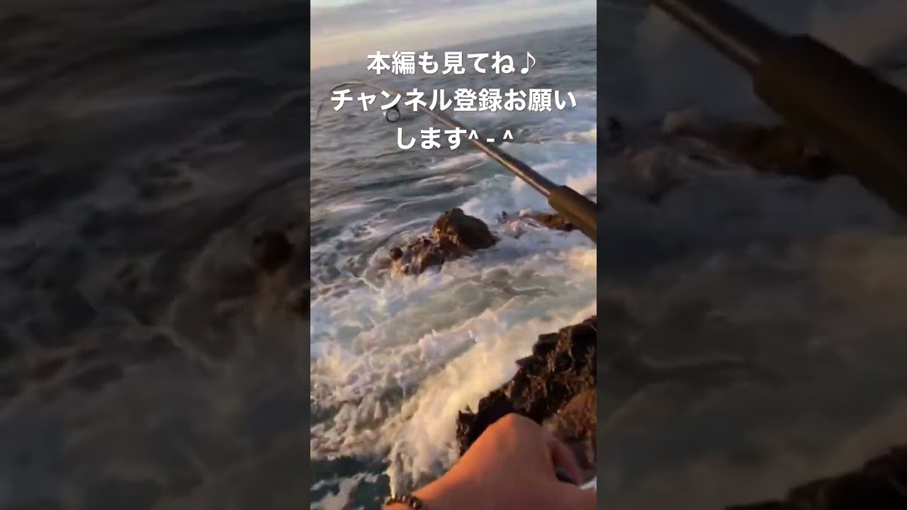 別注ヒラマサはロックショアショアで必須。 #青物