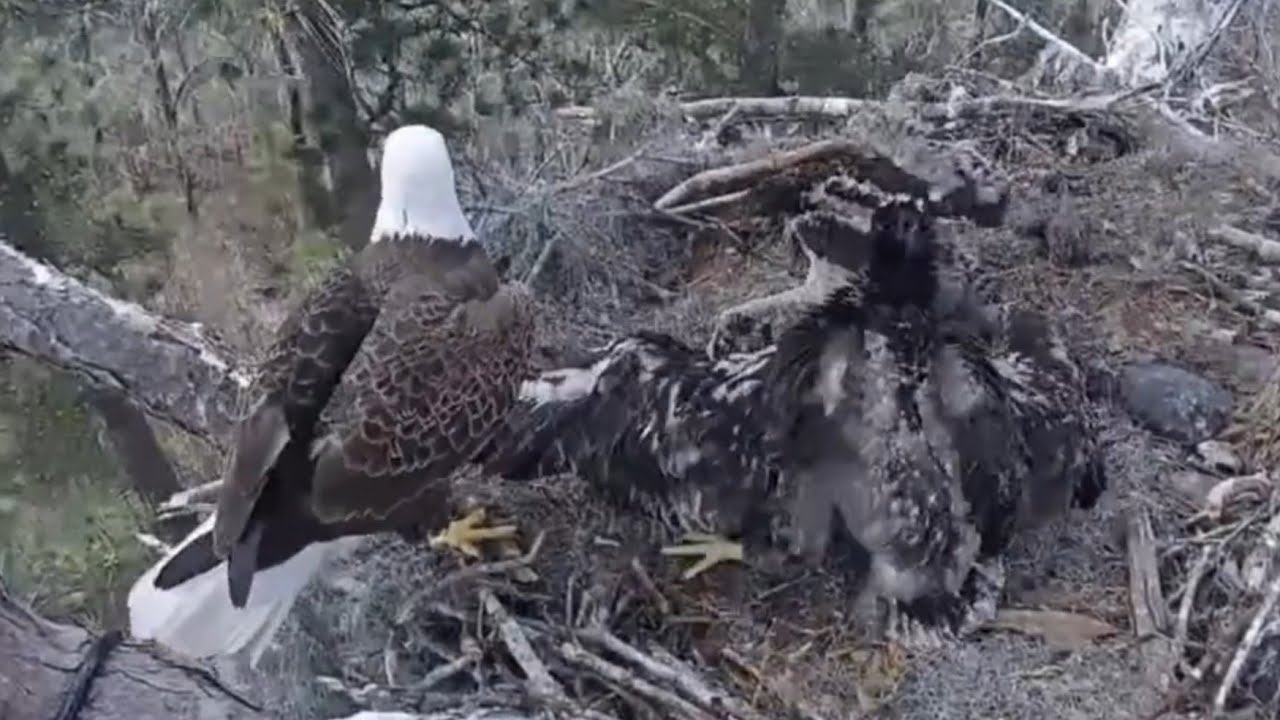 Big eaglet bonk small eagle, brave small eaglet steal fish | Kisatchie National Forest E-1 | Mar 5
