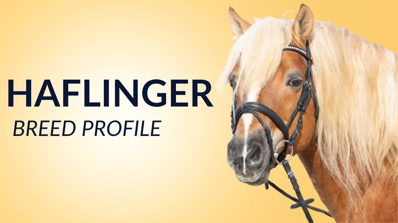 Haflinger Horse Breed Profile History - Price - Characteristics - Training - Grooming