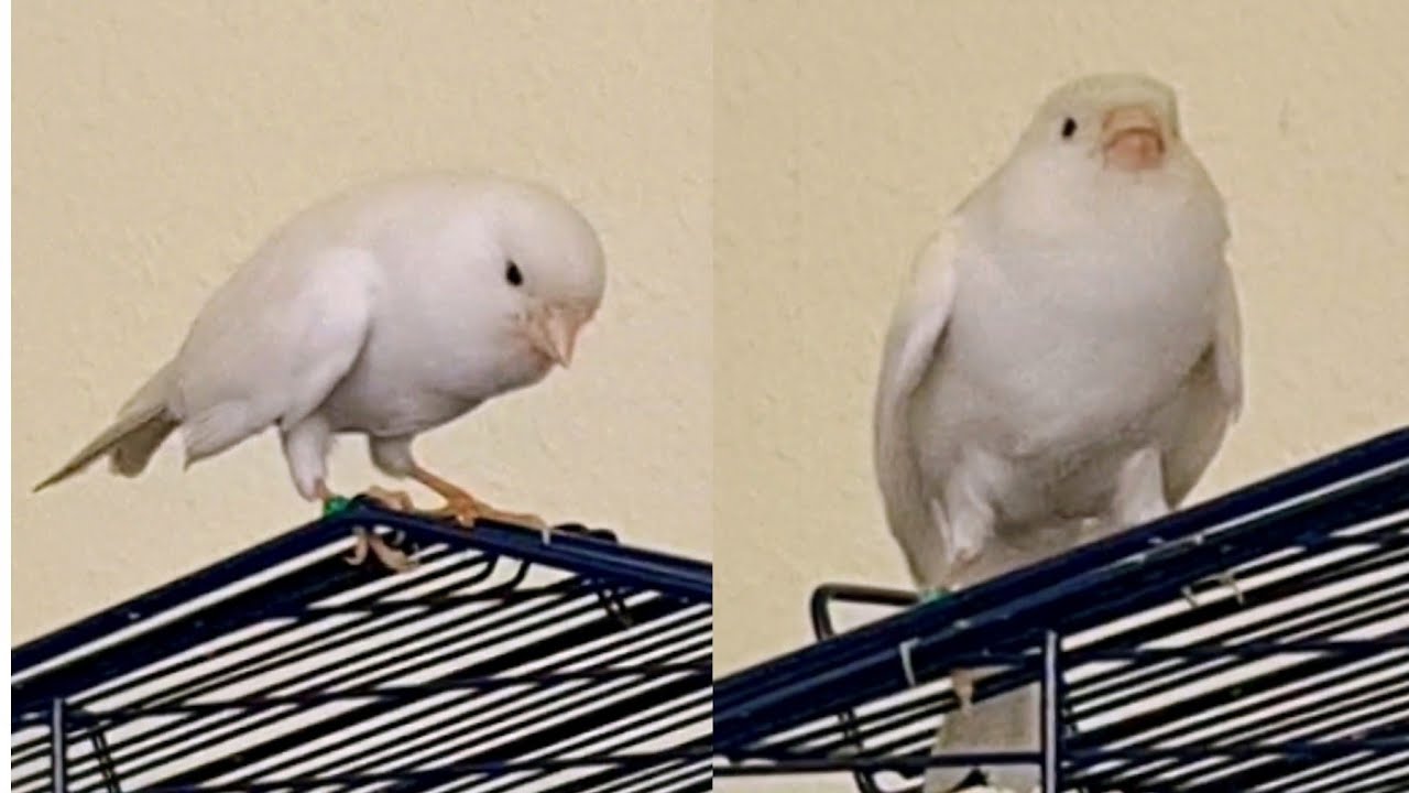 Kanarienvogel vor der Brutzeit|||Canaries before the breeding season!!!