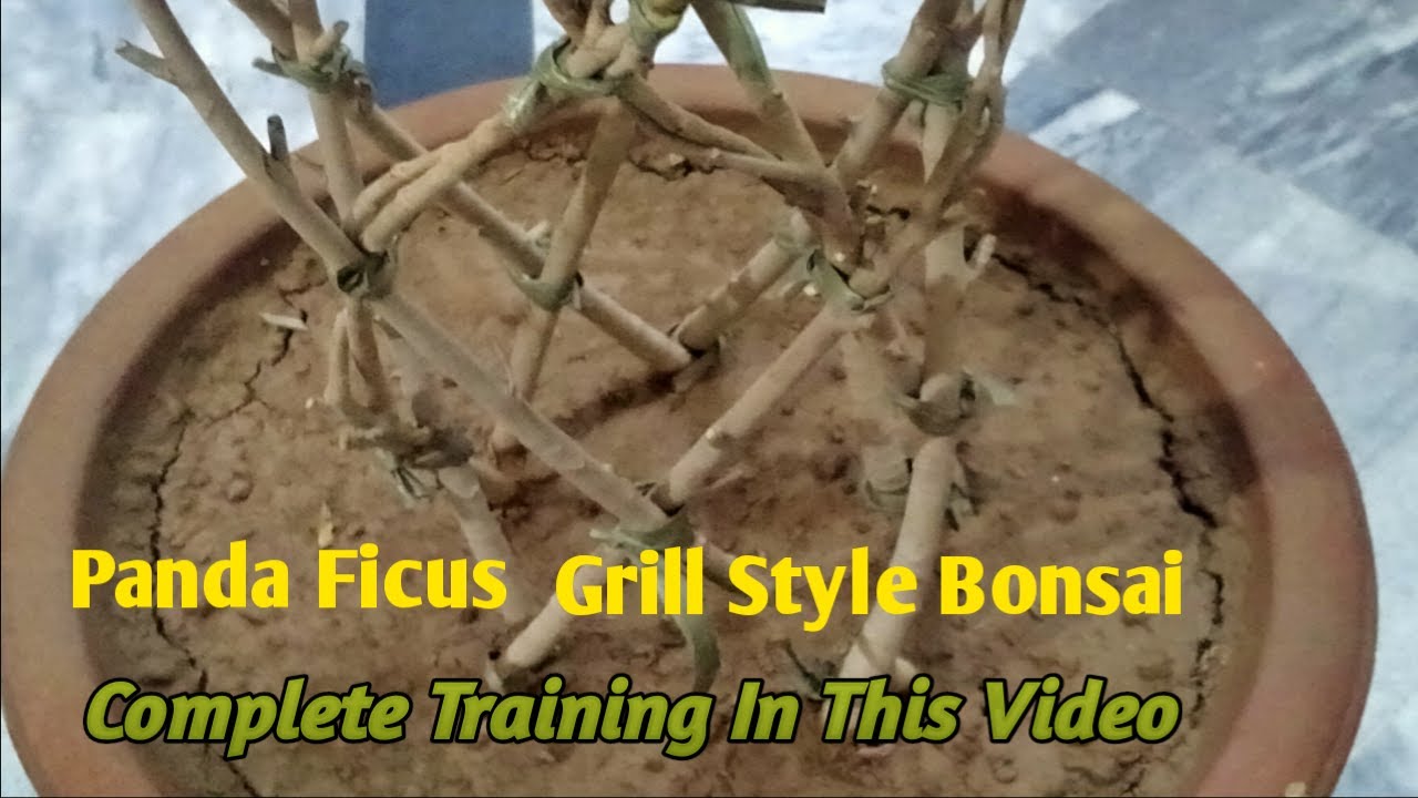 How To Make Panda Ficus Bonsai || Grill Design Bonsai ||Bonsai Complete Training In One Video Length
