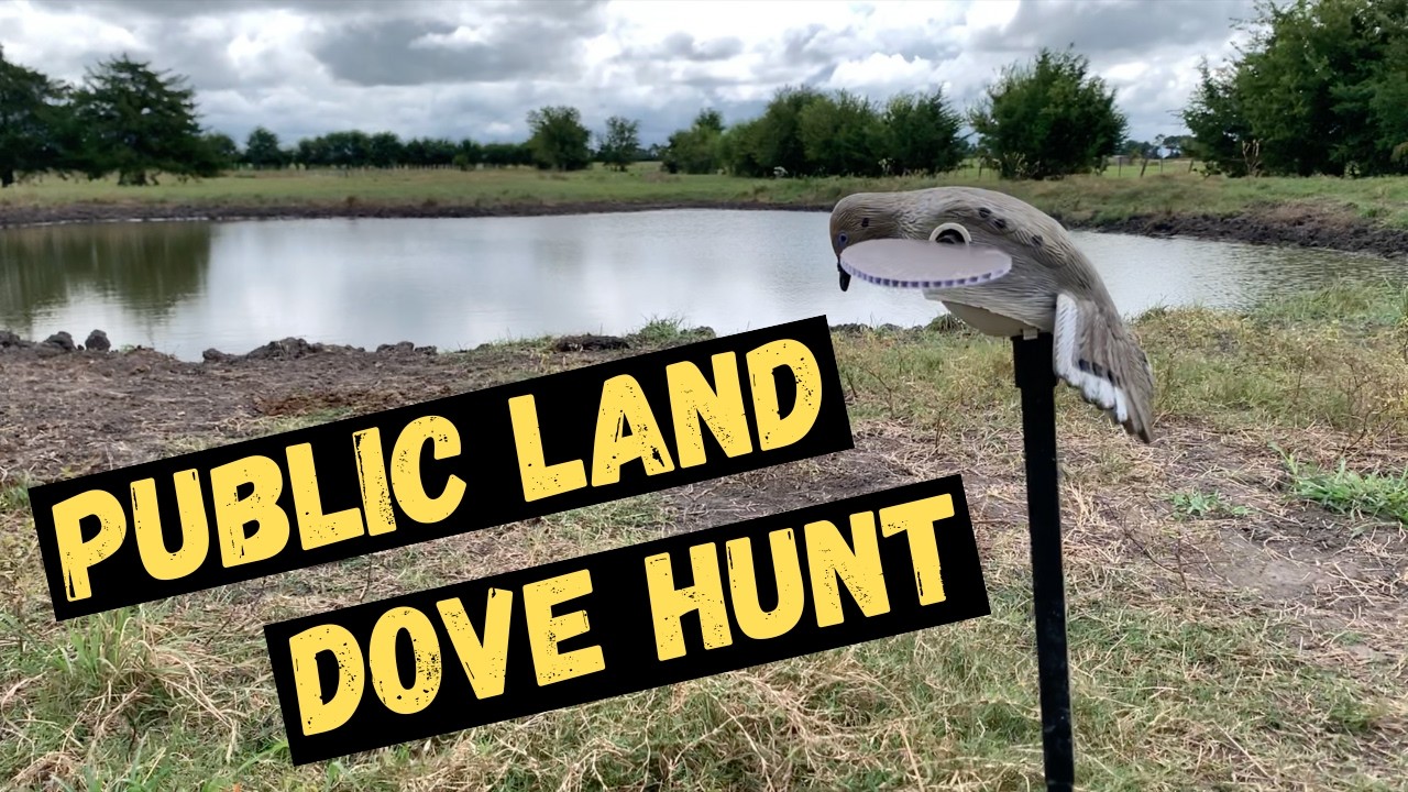 My First DOVE HUNT of 2024 - Texas Public Land