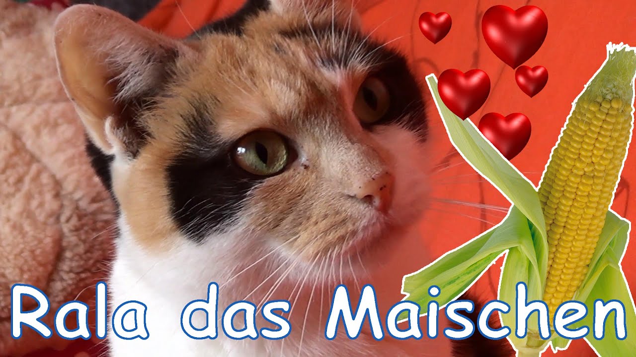 Do Cats like corn? &hearts; Rala das Maischen