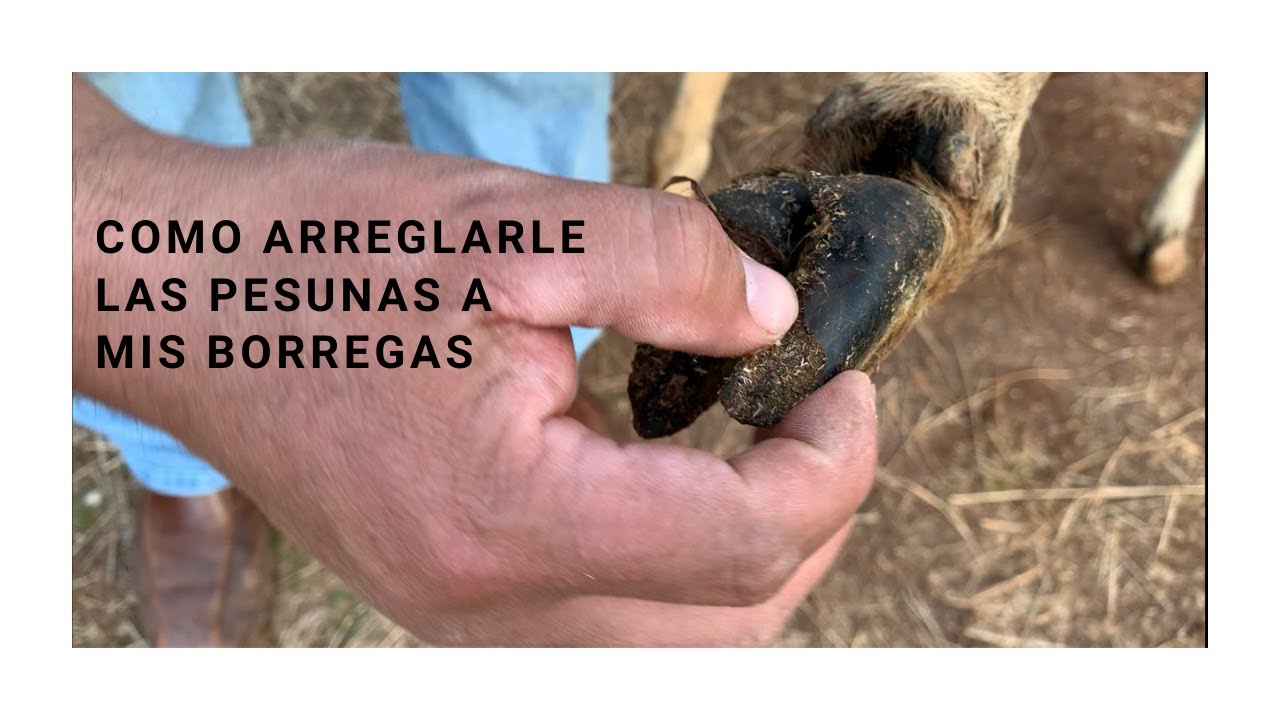 Como arreglarles las pezuñas a las borregas