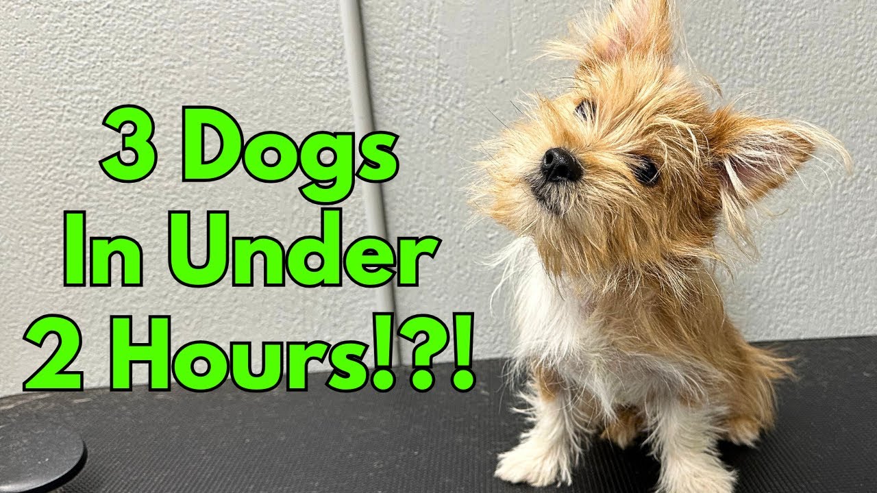 Grooming 3 Dogs In Under 2 Hours