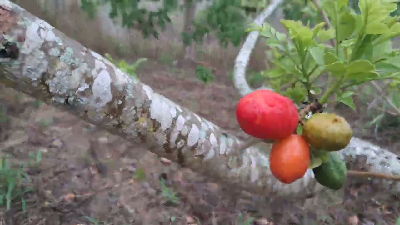 Pe de cajarona ... uma delicia