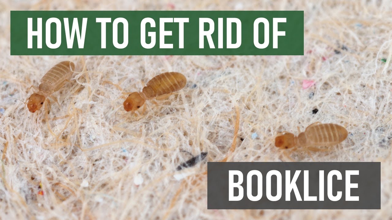 How to Get Rid of Booklice (Barklice, Psocids) [4 Easy Steps!]