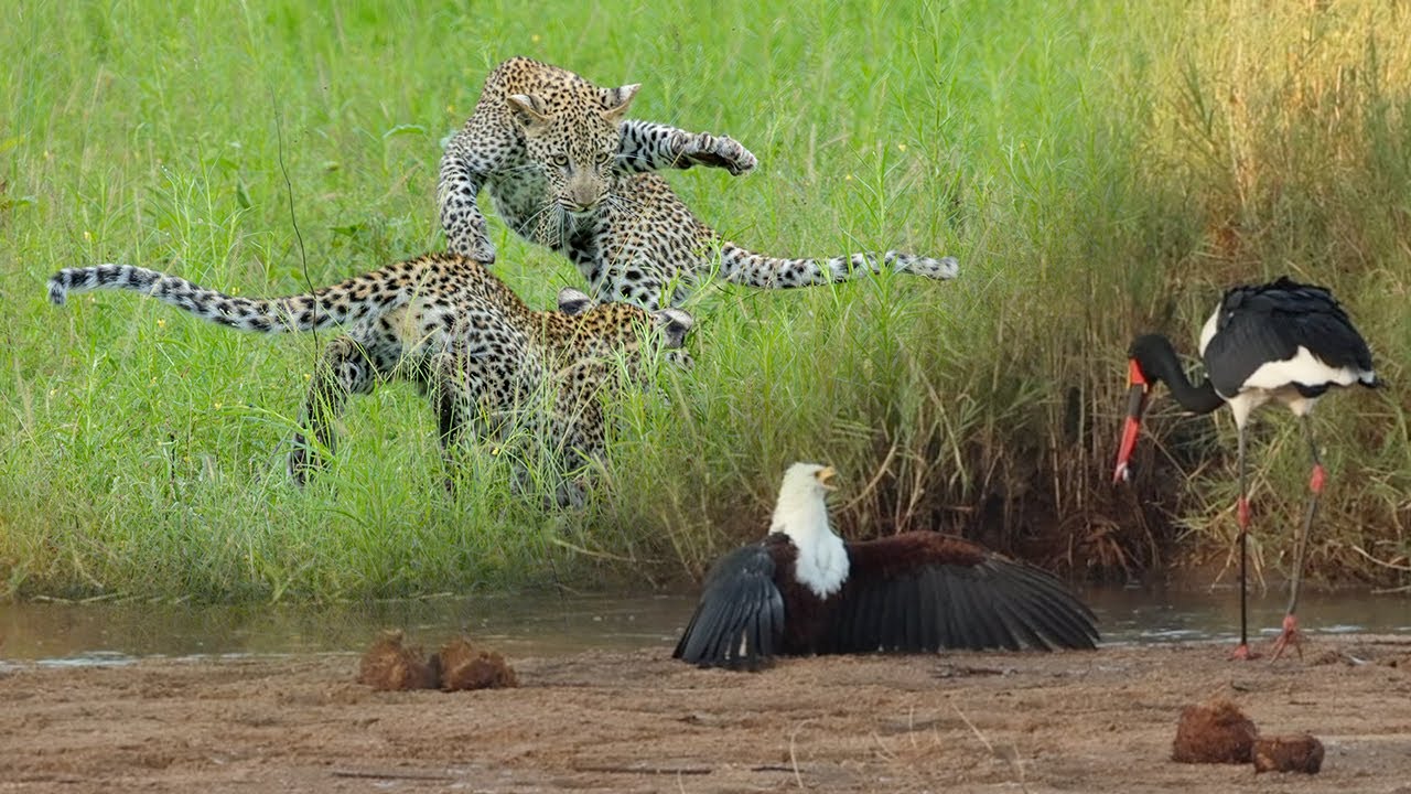 Орёл против аиста 🦅 Игривые детёныши леопарда 🐆
