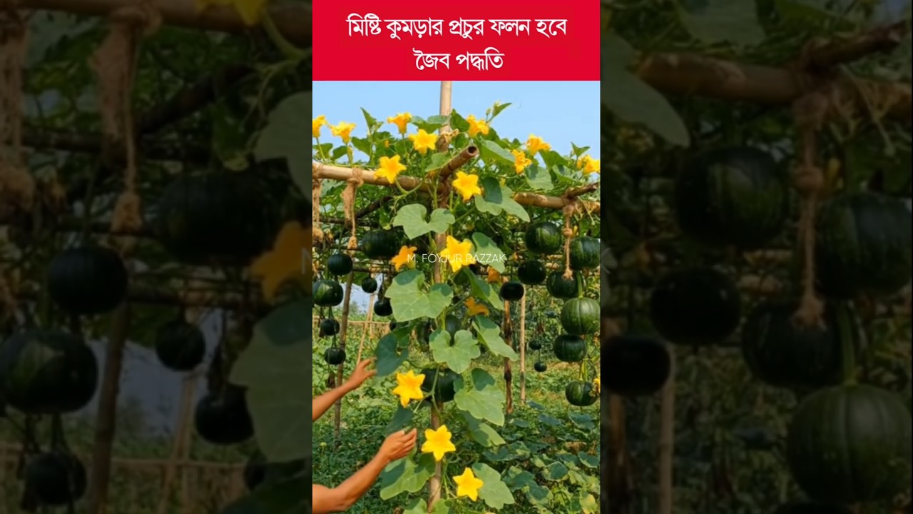 মিষ্টি কুমড়ার প্রচুর ফলন হবে জৈব পদ্ধতিতে