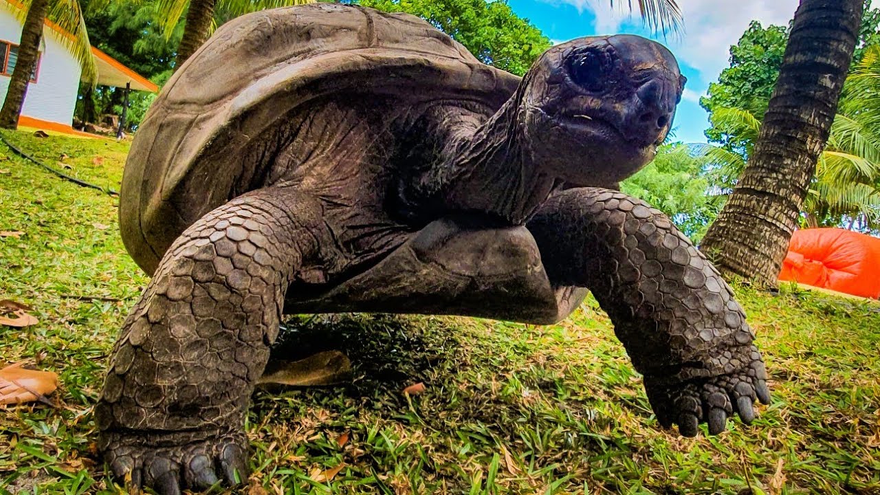 Curieuse Island Seychelles 🇸🇨🐢 Giant Turtles  + Snorkeling 🤿 @ island of Saint Pierre 🏝