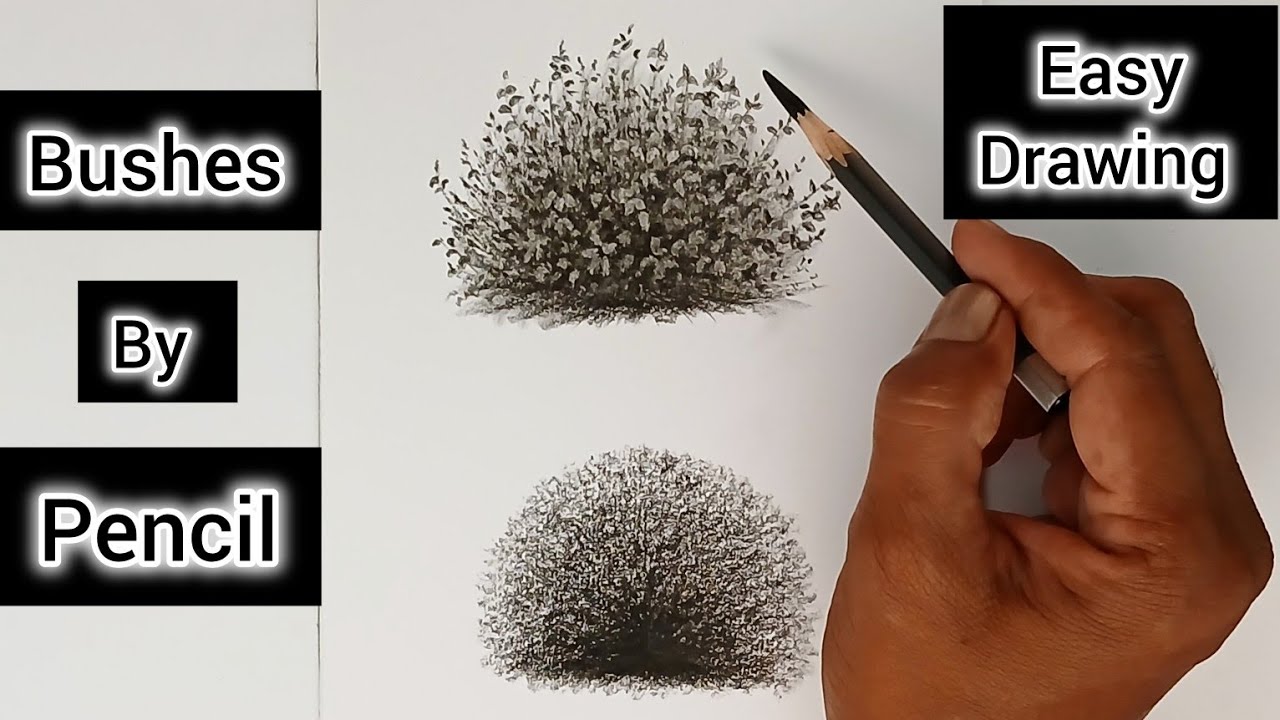 How to draw bushes by pencil for beginners.