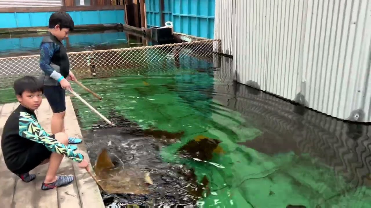 atoll + aday มาลงว่ายน้ำและให้อาหารปลาฉลามและปลากระเบน แบบใกล้ชิดสุดๆ ที่ NSW Australia