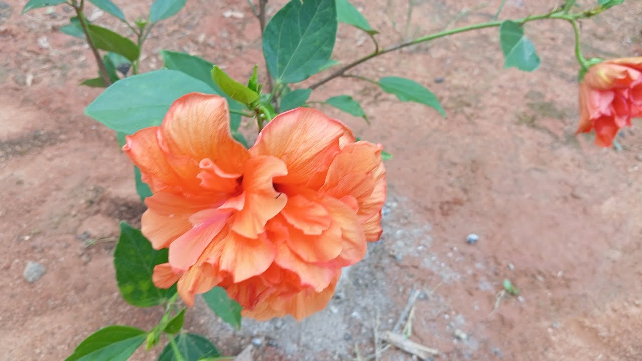 fui na casa de uma seguradora, plantei minha horta💞
