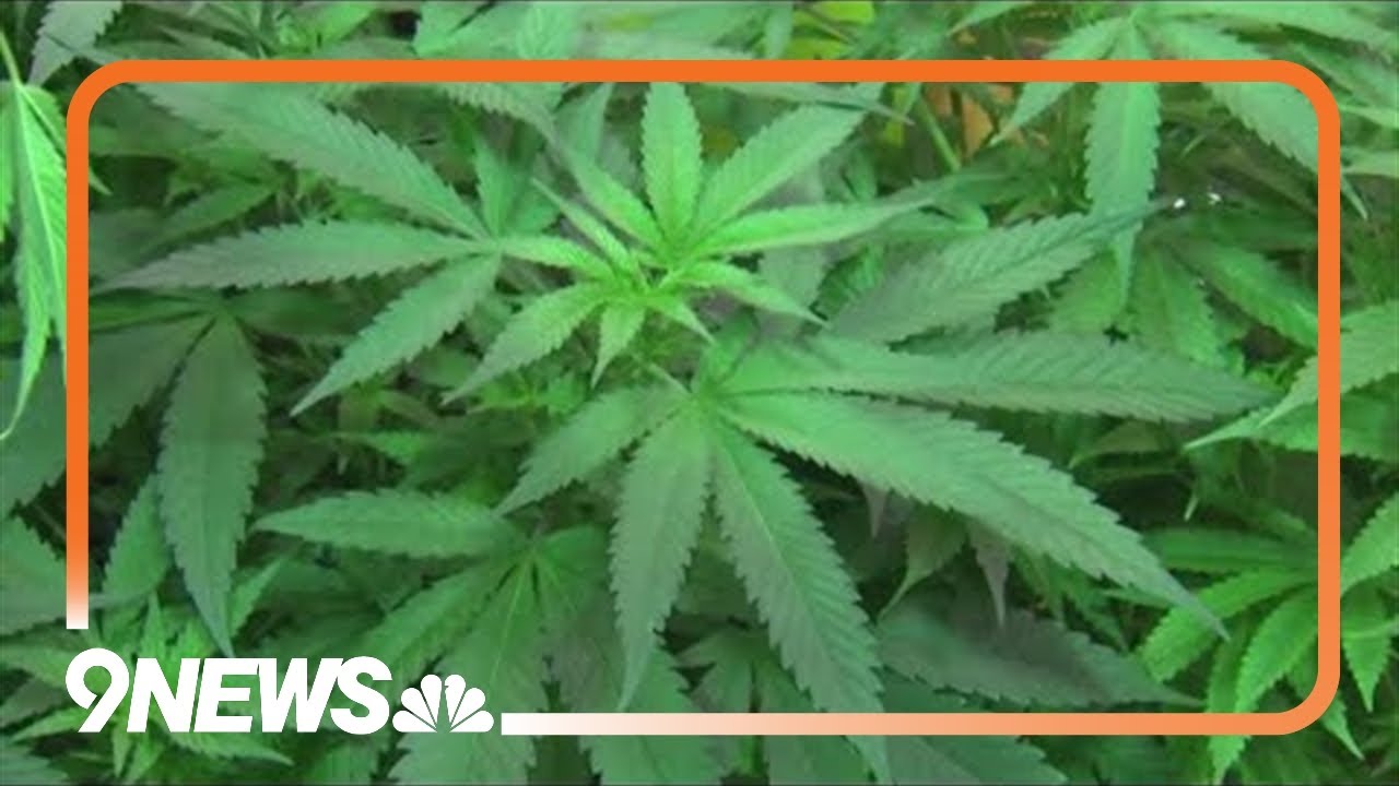 CU Boulder study tests CBD as treatment for cannabis dependency