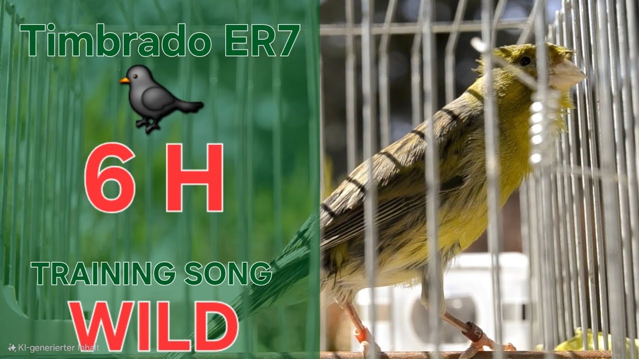 Wild Song 🐦‍⬛ - Canary Training Song - 6 h - Timbrado Español - Pardillo Linnet 22-2024 _ Green