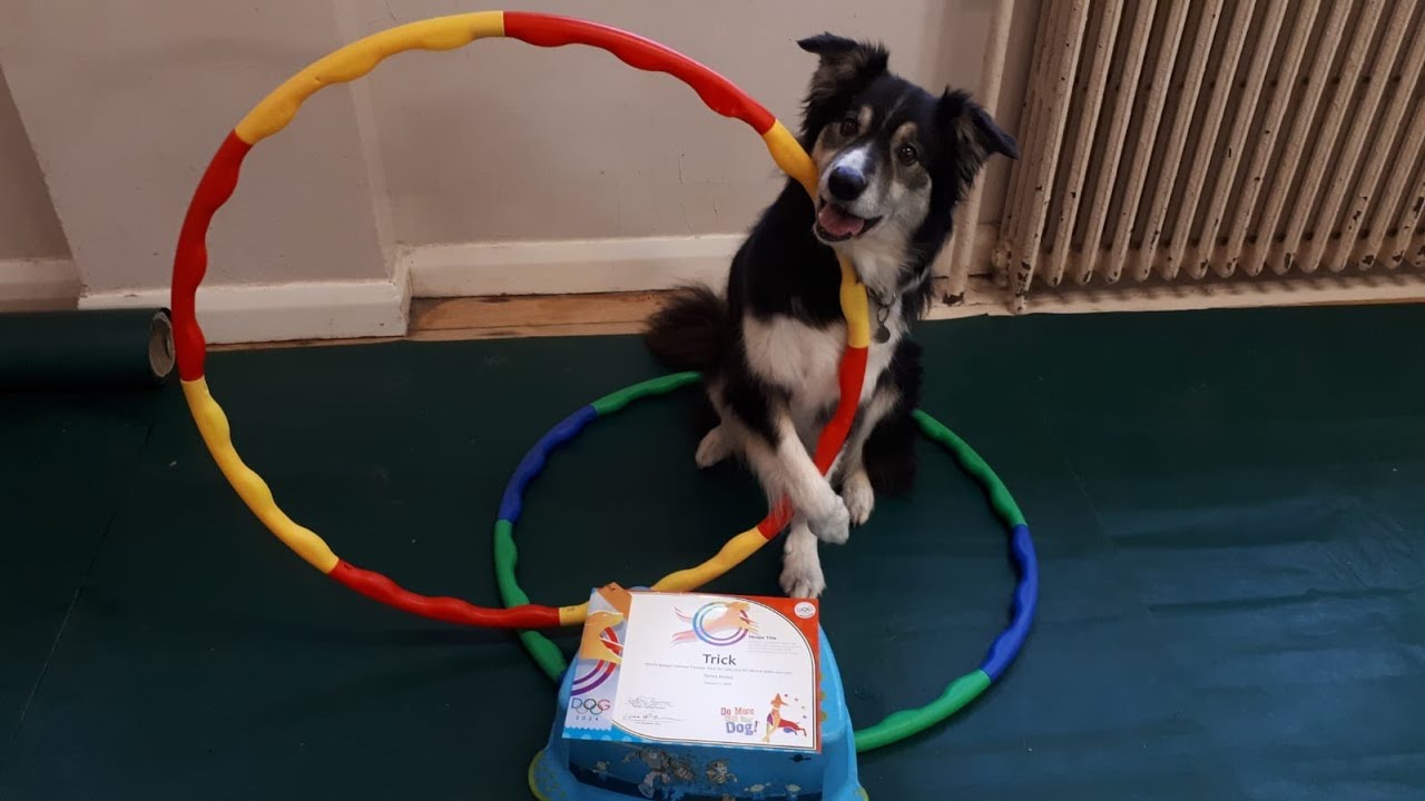 Dog Olympics part 1 - hoops with Teresa & Trick