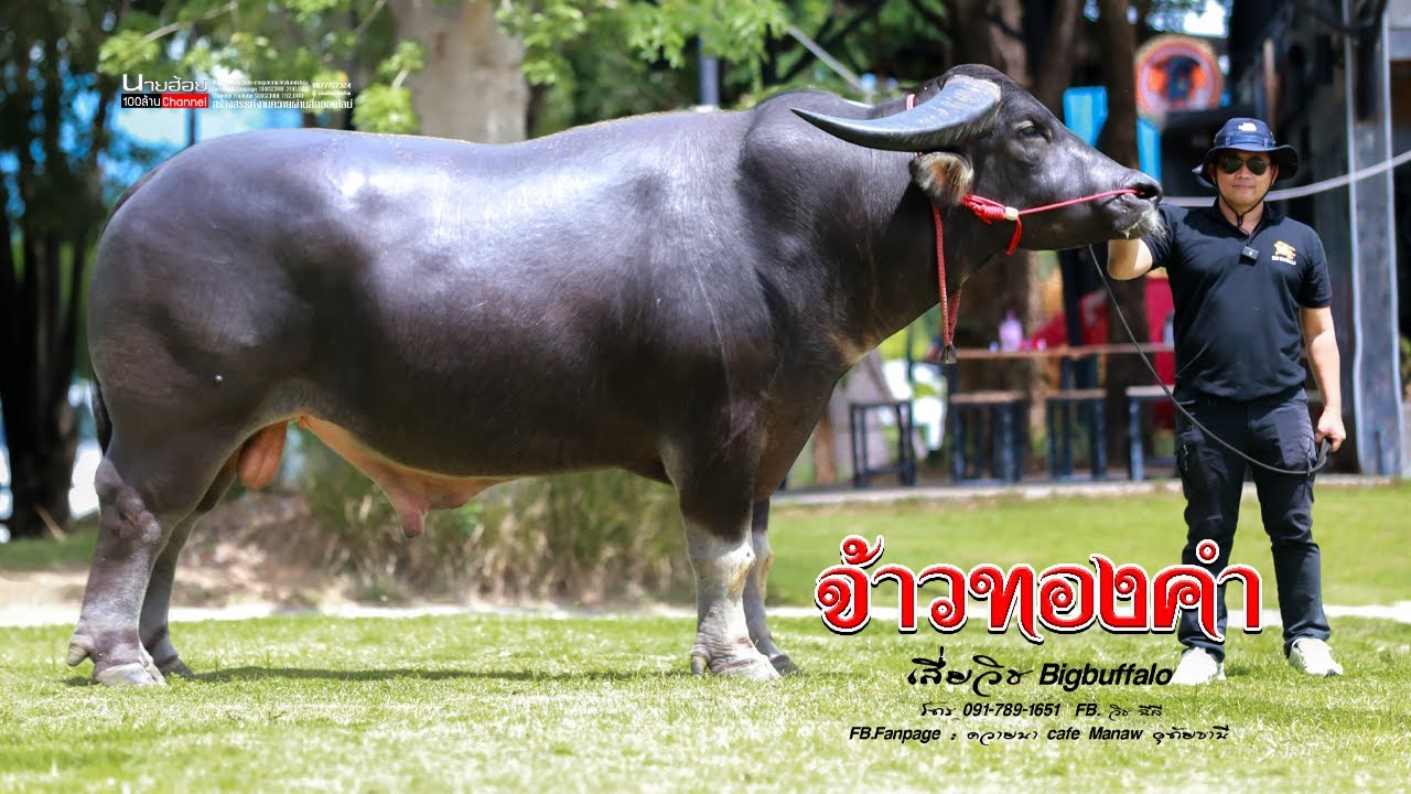 พ่อพันธุ์ควายงาม 