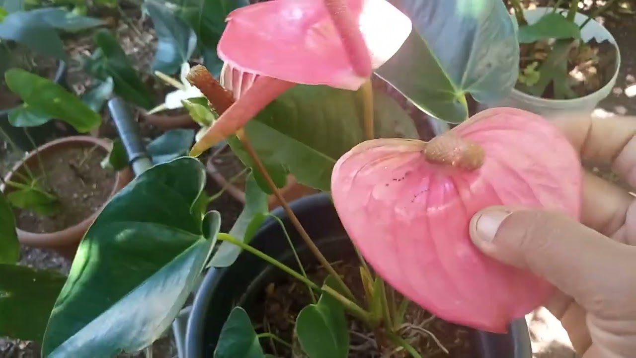 Dicas de cultivo de antúrio /parte2 