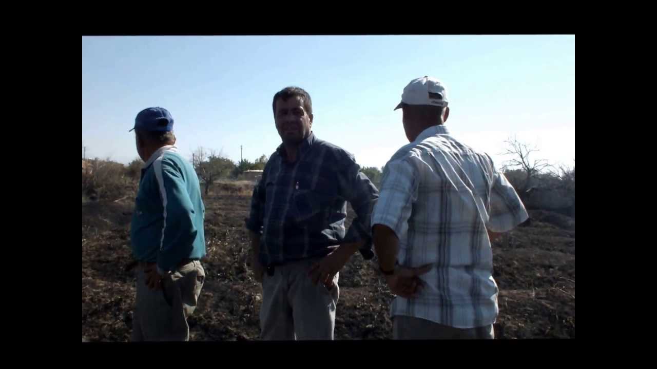 kemerhisar bağları yandı