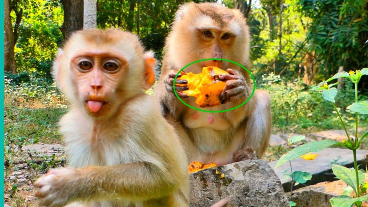 Cute Baby Jacee #baila #cutemonkey #monkeychallenge