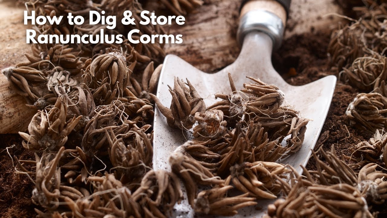 How to Dig, Divide, and Store Ranunculus Corms