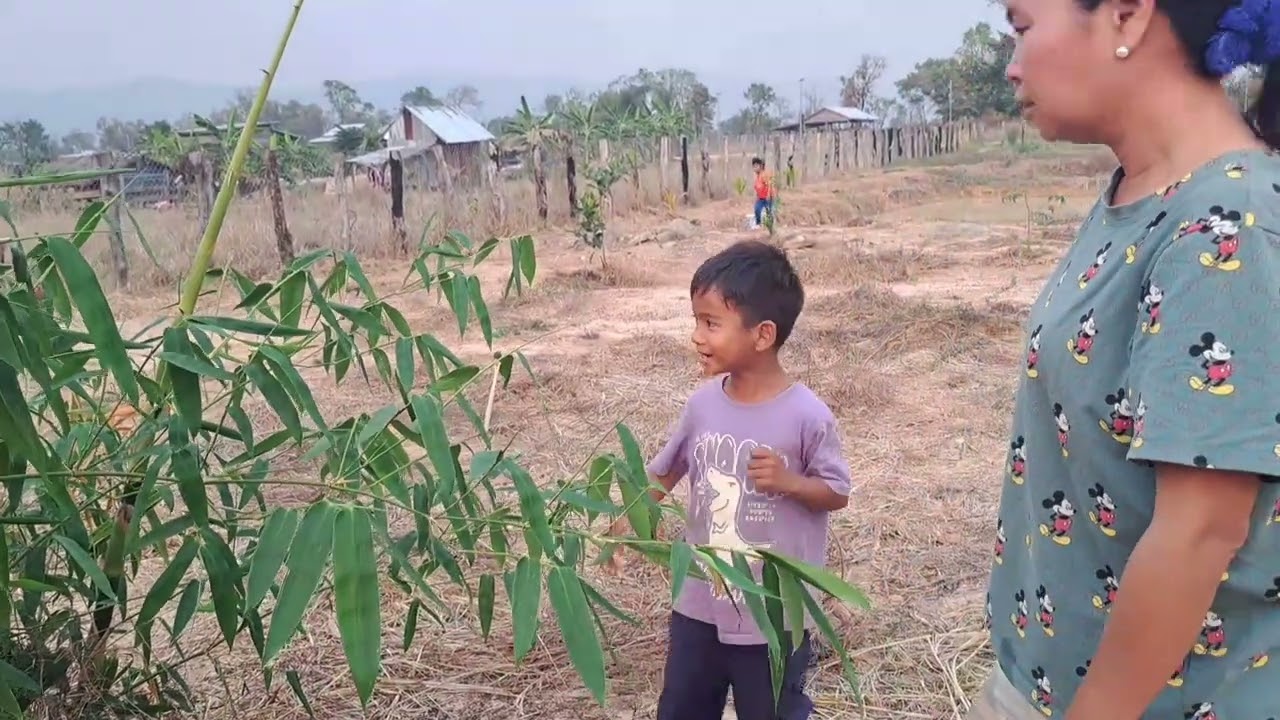 ដំណាំដុះល្អណាស់បានស្រោចទឹករាលថ្ងៃ