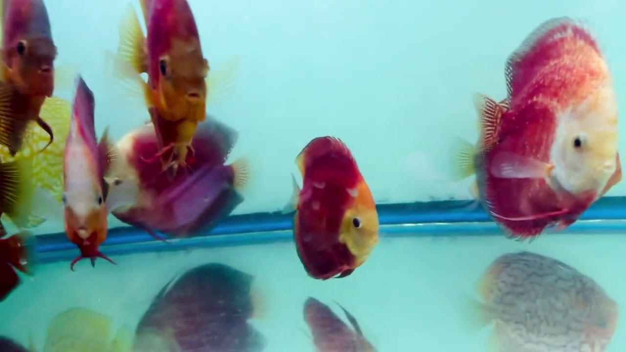 Jagger discus shipment Nov 2024