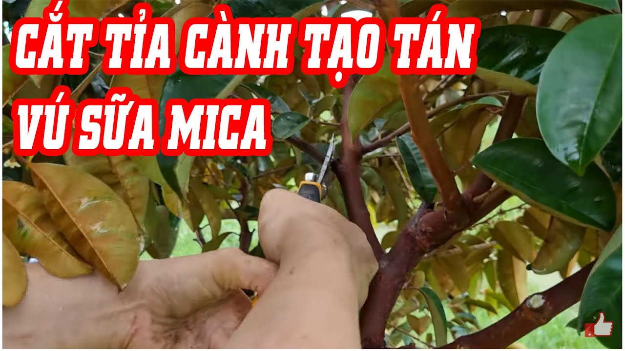 Cách cắt tỉa cành tạo tán cho vú sữa Mica 1 năm tuổi | SIÊU THỊ CÂY GIỐNG WELOFARM