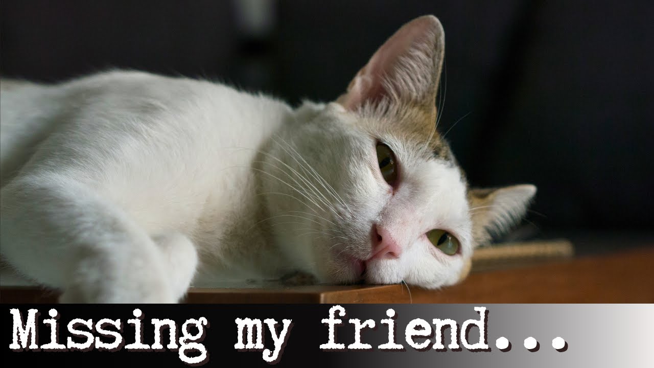 Do Cats Grieve?