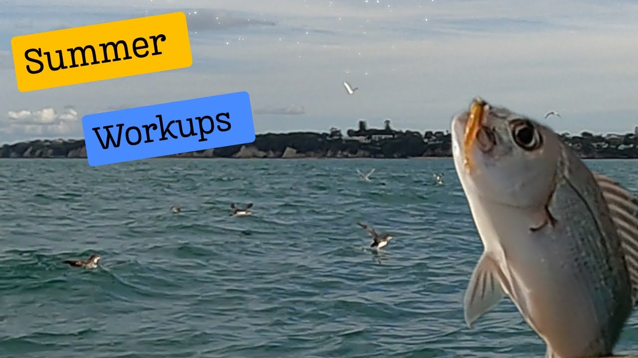 Summer work up fishing 
