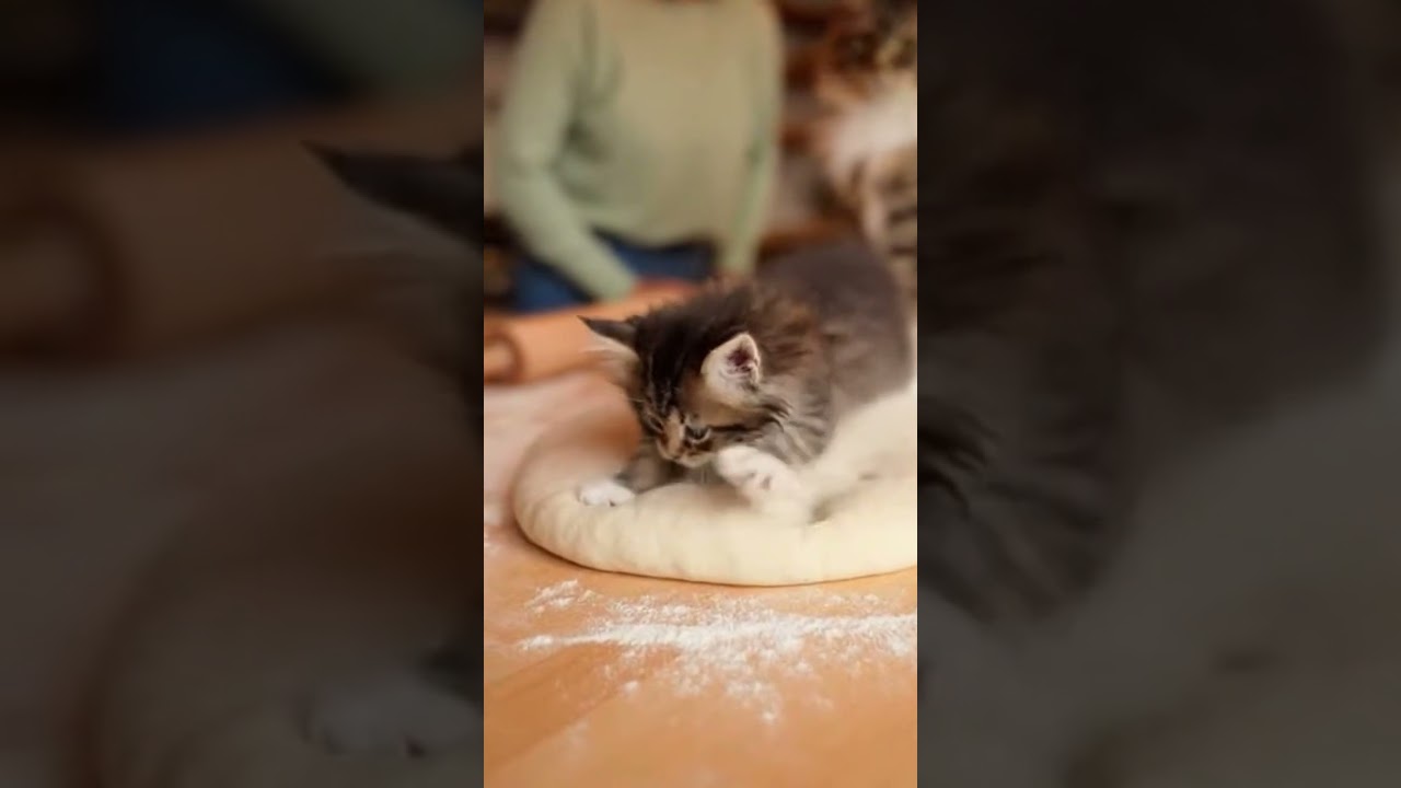 Милый норвежский лесной котенок лепит тесто вместе с кошкой-мамой и улыбающейся женщиной 