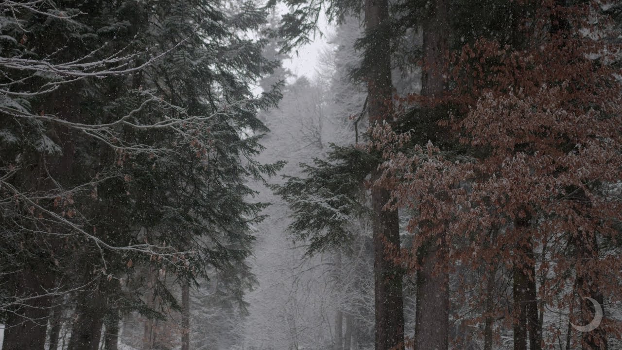 Snow in the Forest with Gentle Wind | 8 Hours Cold Winter Ambience