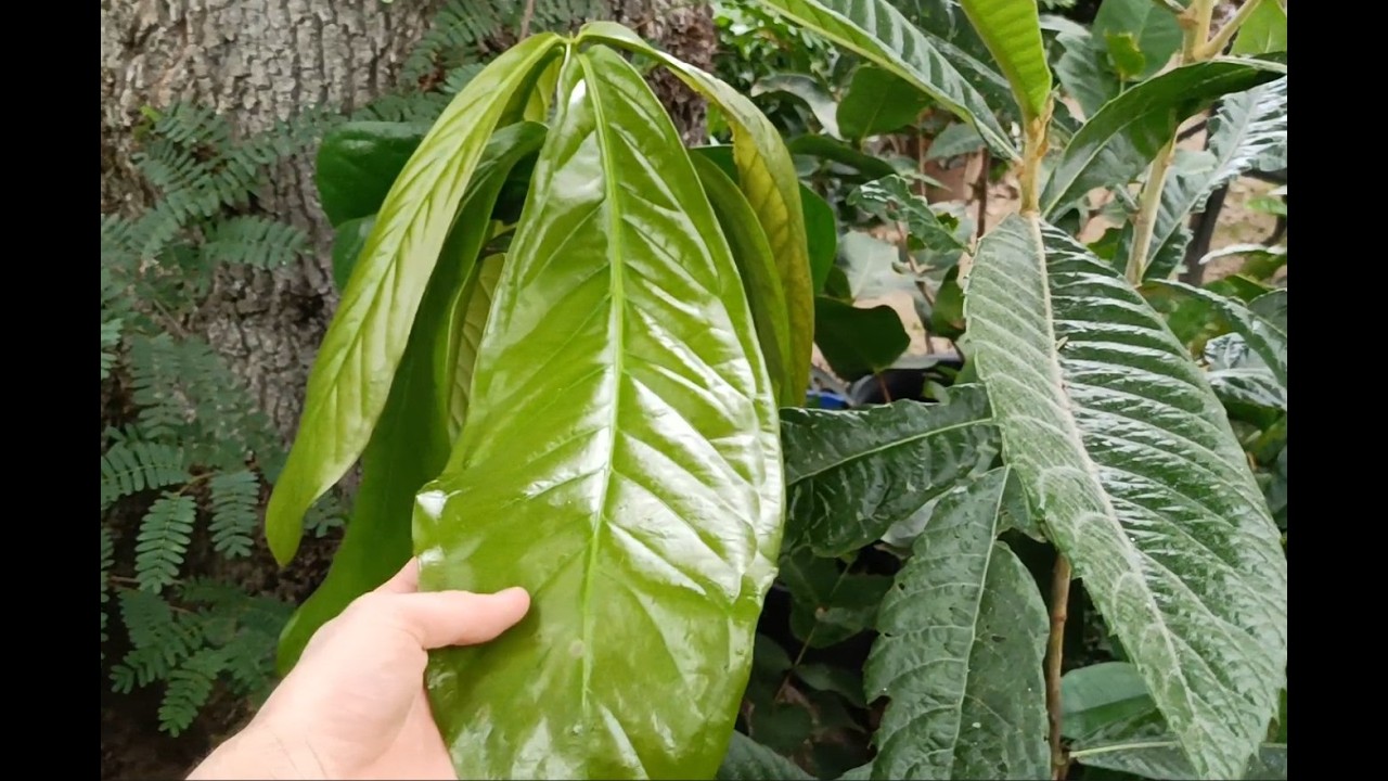 February Garden Tour - Rare Exotic and Tropical Fruit Trees enjoying the Australian Summer