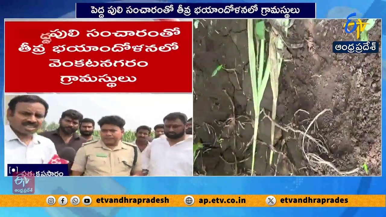 పెద్దపులిని బంధించేందుకు ప్రత్యేక ఏర్పాట్లు | Tiger Movement Creates Panic in Rajamahendravaram