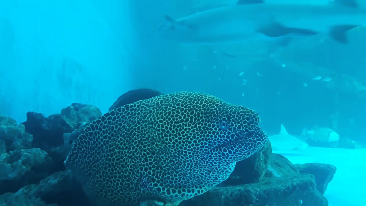 Mauritius Aquarium