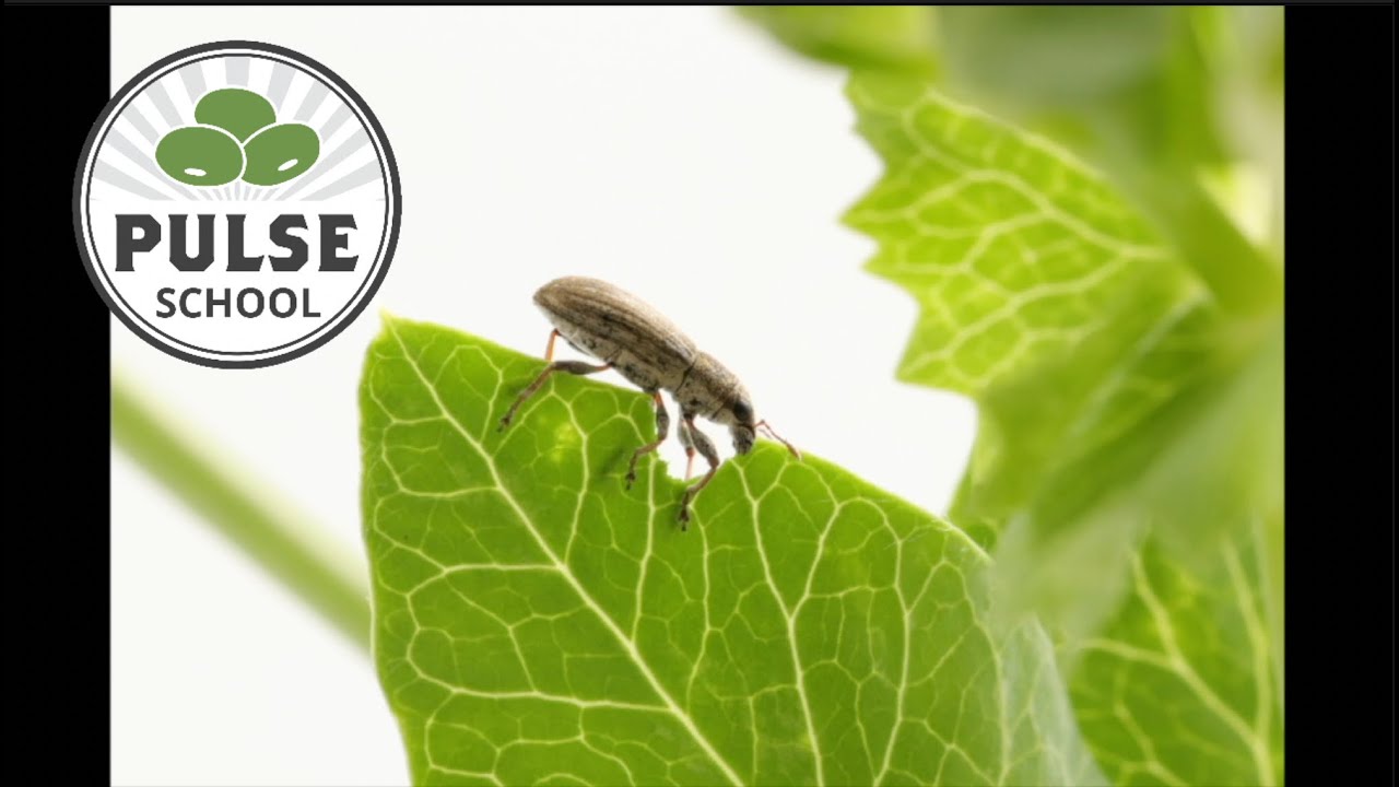 Pulse School: Scout early, scout often, for pea leaf weevils