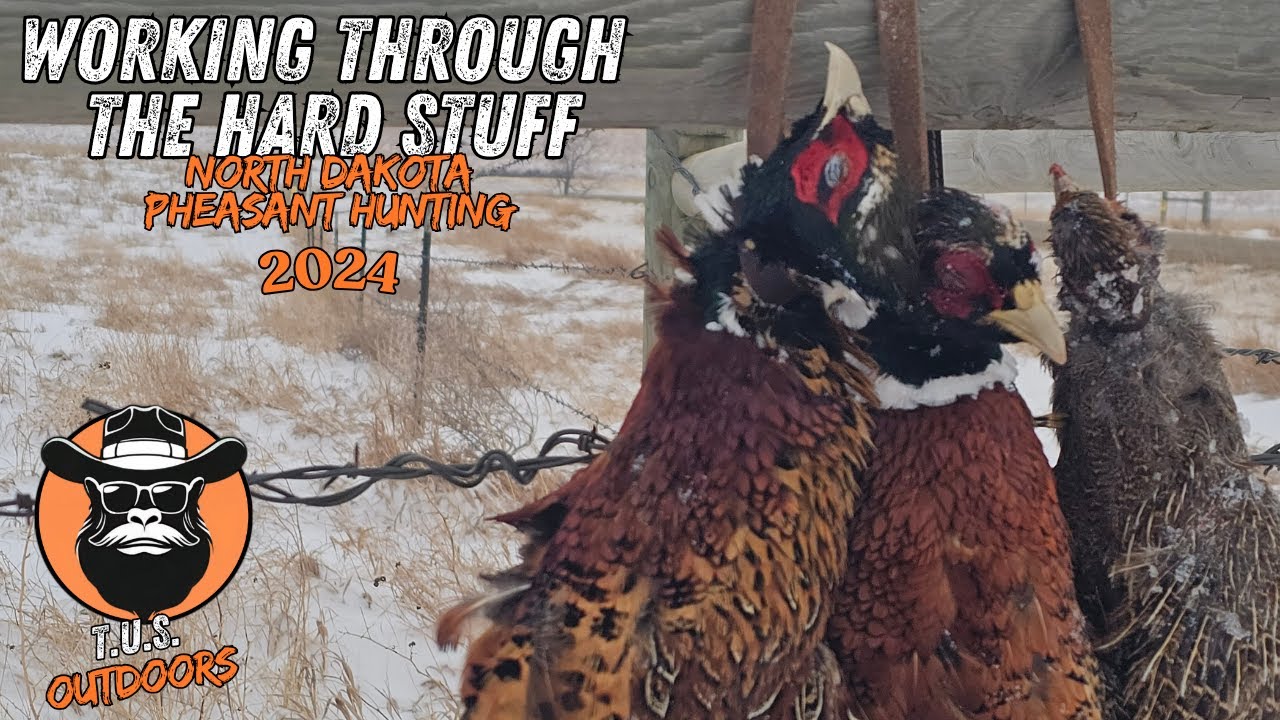 Working Through the Hard Stuff:  North Dakota Pheasant Hunting and Bird Dog Work