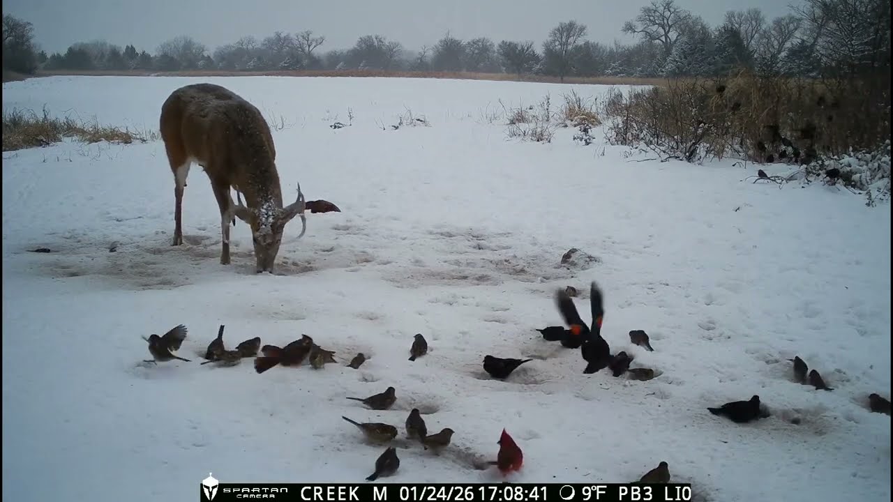 Trail Camera Winter Photo & Video Showcase