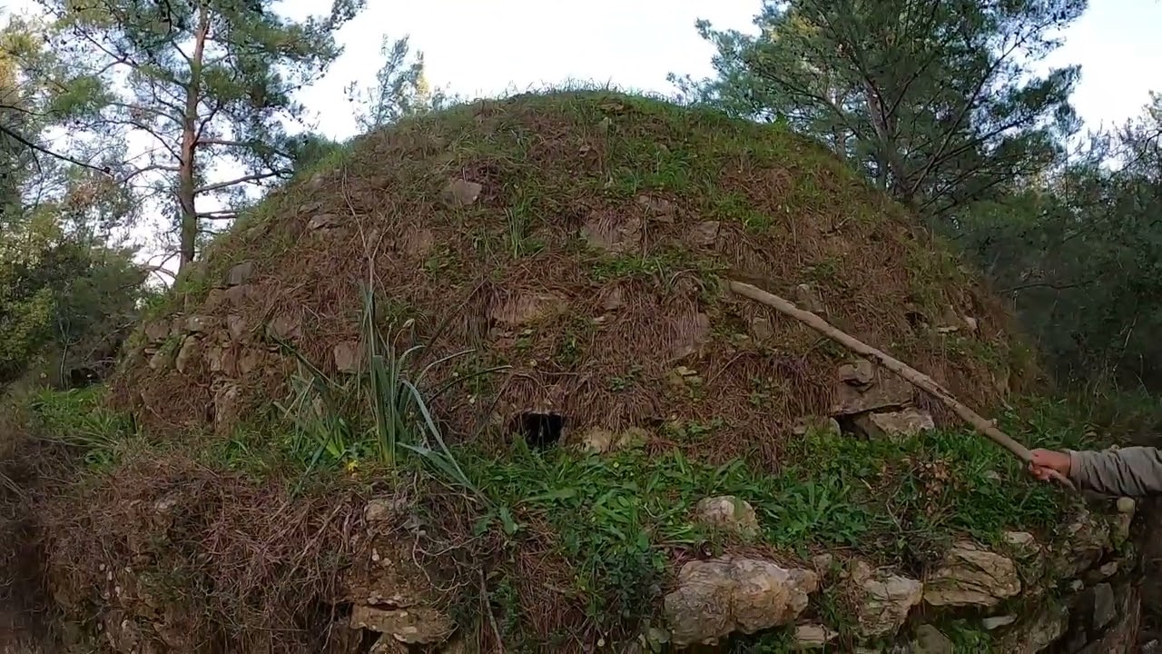 Datça domuz bükü