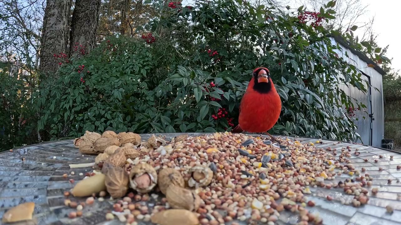 Cardinal