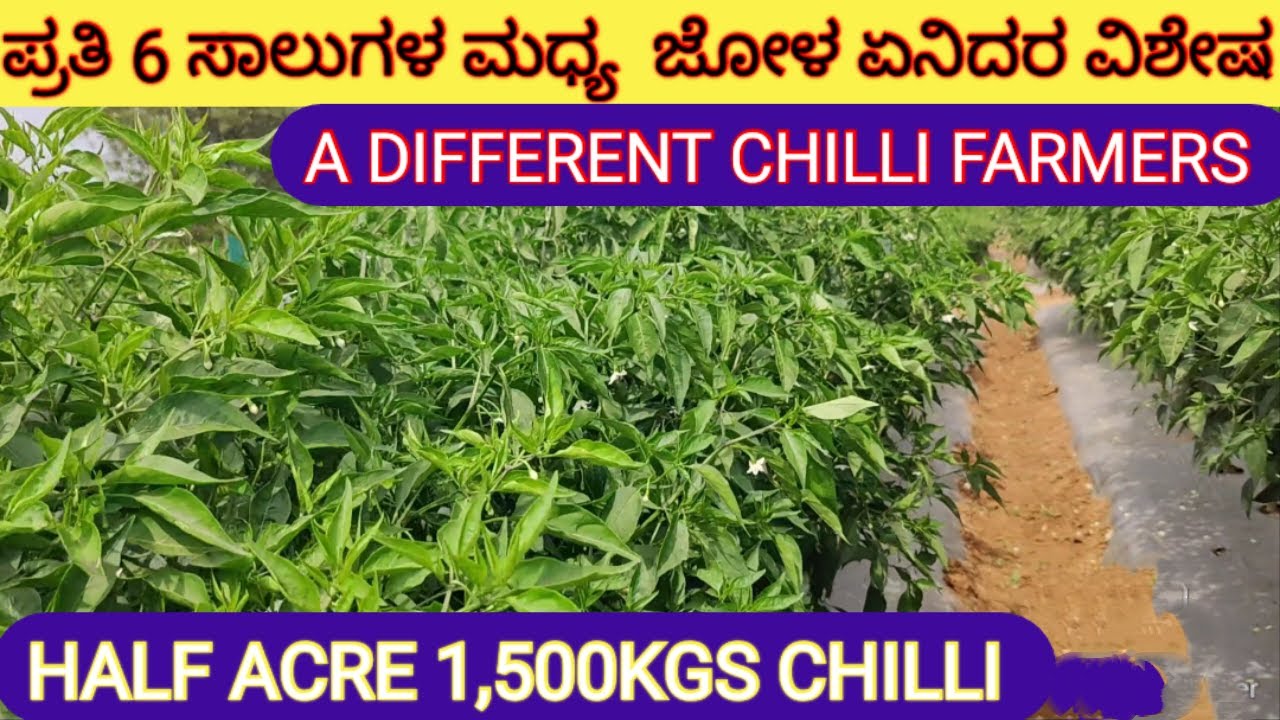 Successful green chilli farming by young farmers.ಹಸಿರುಮೆಣಸಿನಕಾಯೀ ಕೃಷಿ ಹೊಸ ವಿಧಾನ ॥